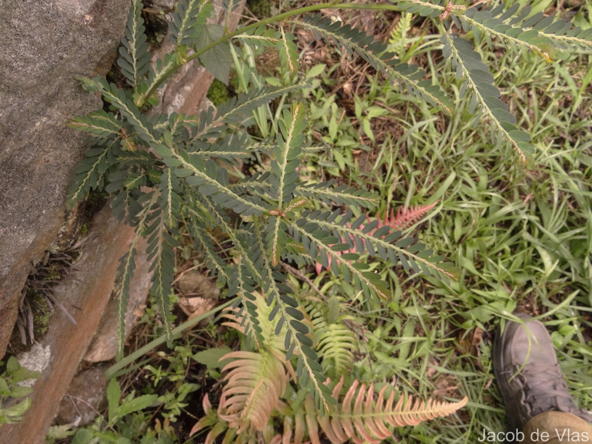 Phyllanthus debilis J.G.Klein ex Willd.